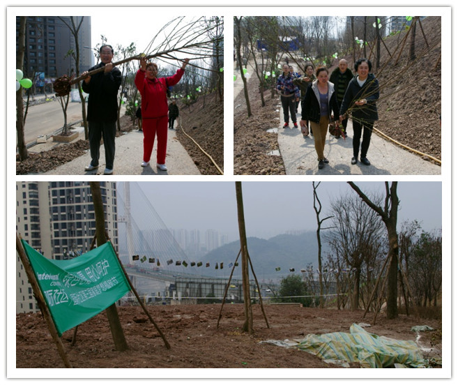 绿色心愿，用心呵护—2014年3月重庆国际社区植树节活动